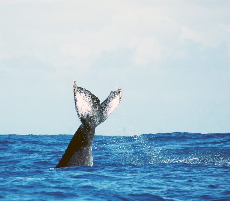 baleine Sainte Marie